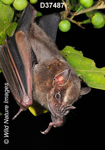 Artibeus lituratus, Great Fruit-eating Bat